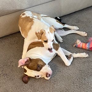 Meet your Posher, Shannon